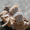 bone_nr_144